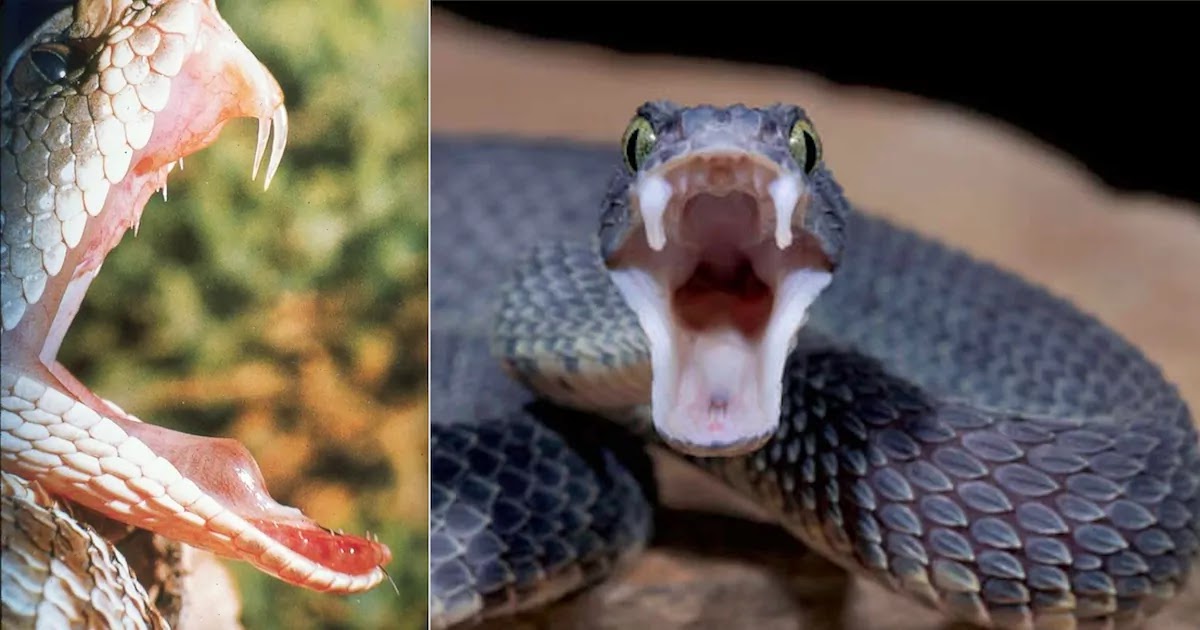 Researchers Reveal That Humans Have Genes Supporting The Production Of A Venomous Bite Researchers Reveal That Humans Have Genes Supporting The Production Of A Venomous Bite