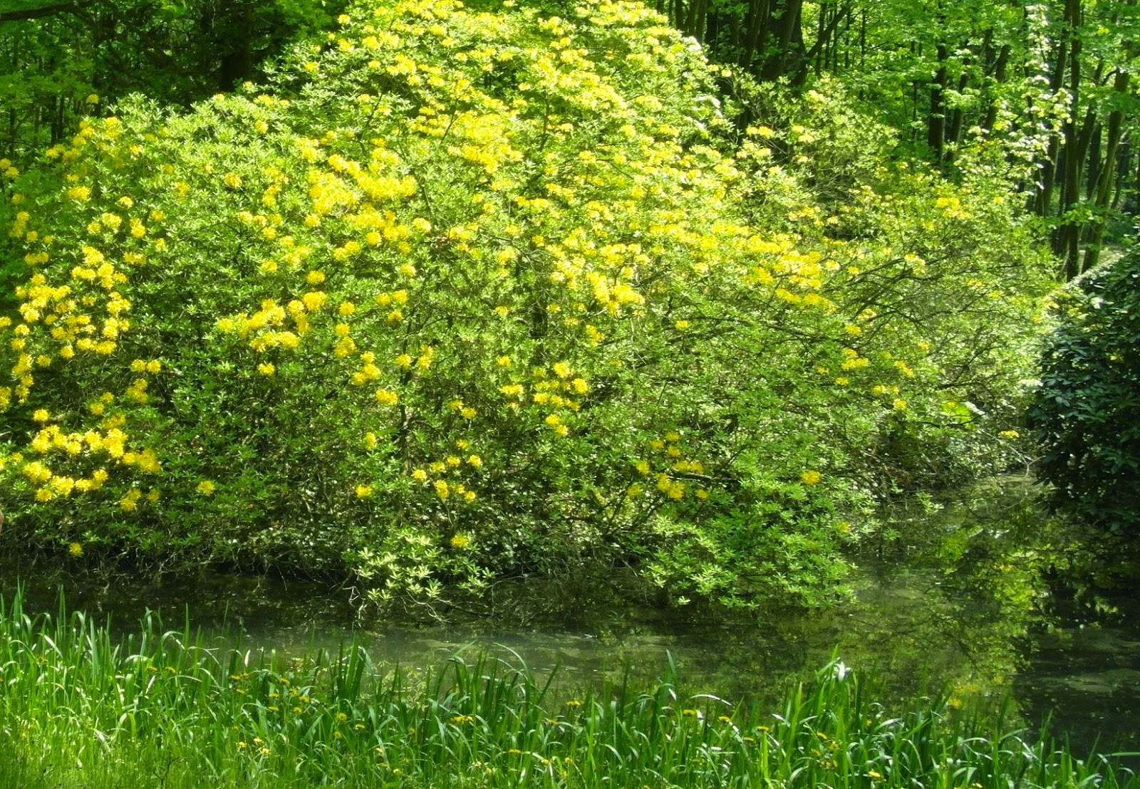 Moszna - park kwitnących azalii i różaneczników.