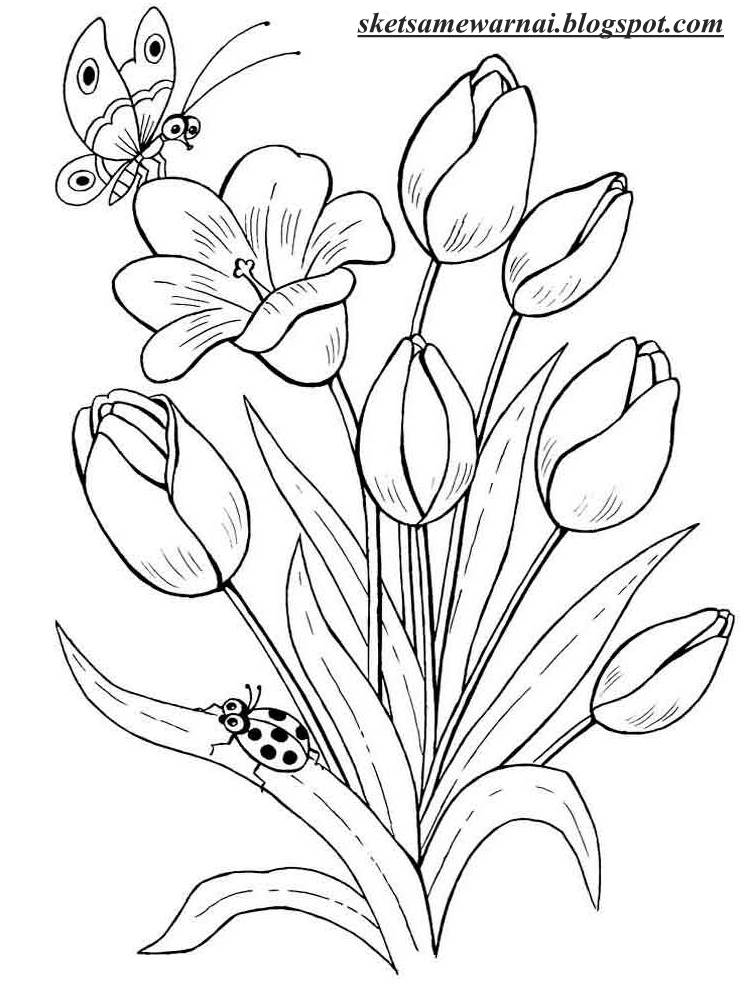  Sketsa  Mewarnai Gambar Bunga  Tulip Sketsa  Mewarnai