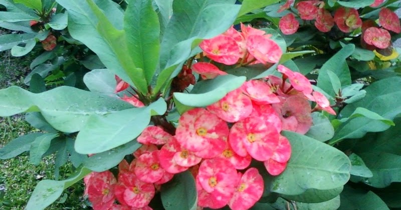 11+ Tanaman Hias Euphorbia