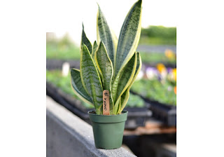 Snake Plant for oxygen