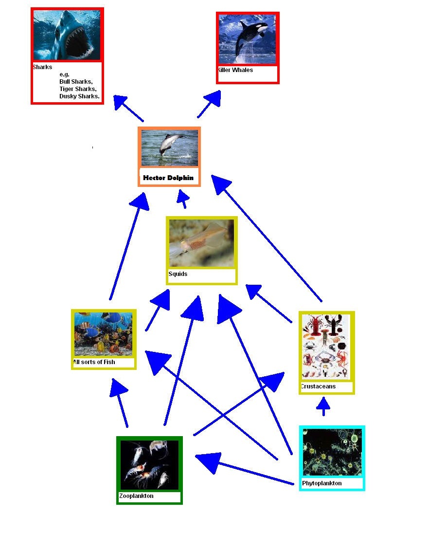 Pantropical Spotted Dolphin Food  Diagram