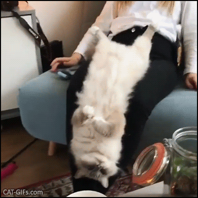 Ooooops Hang In There Kitty Cat Gifs Kitten Gifs