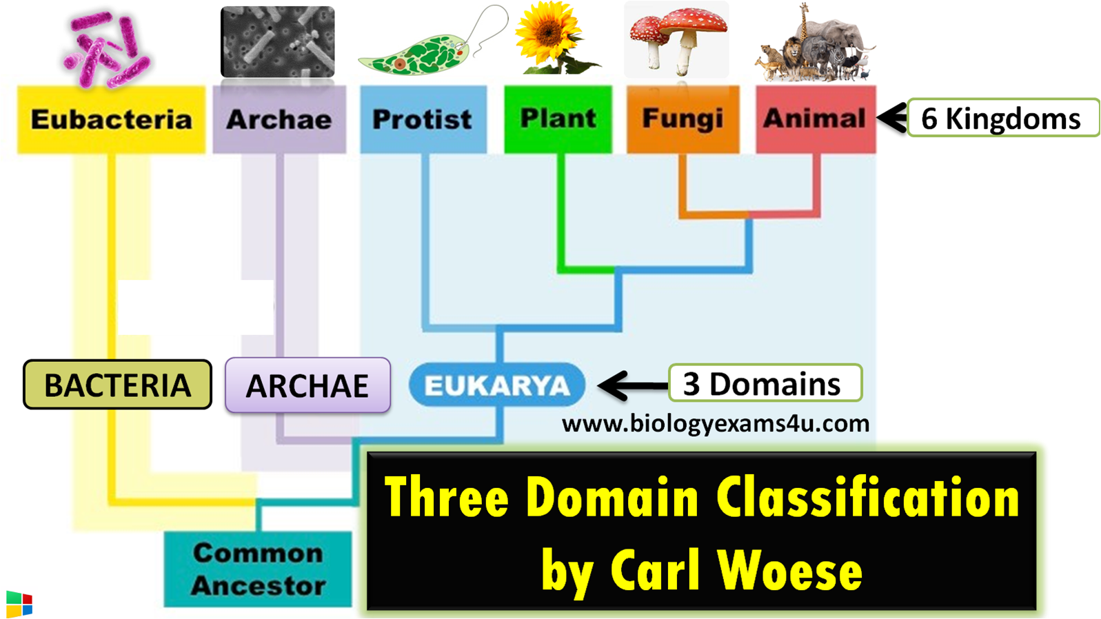 the three domains of living organisms