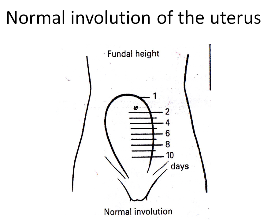 Uterine Height Chart