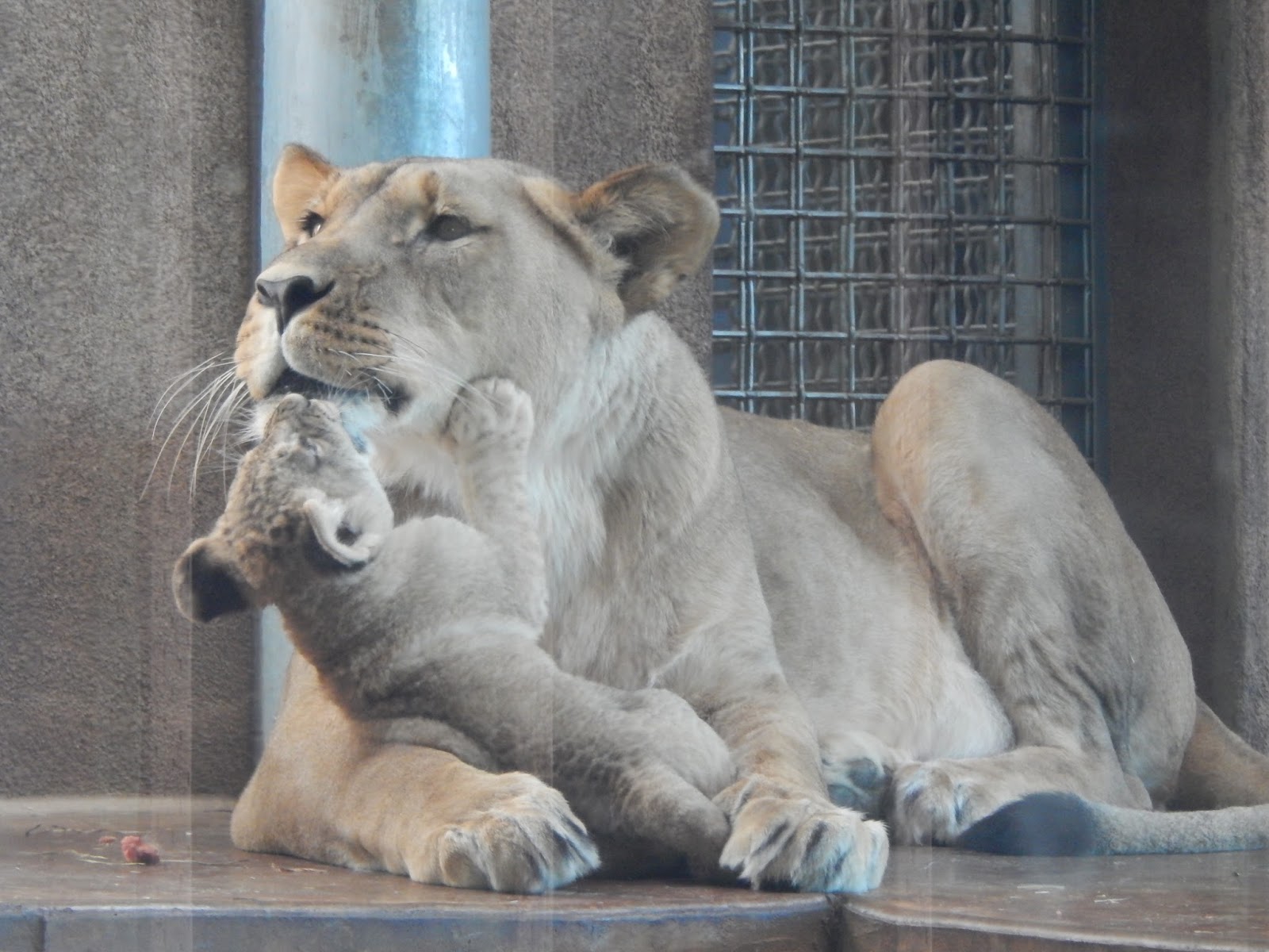 Heroes, Heroines, and History Cheyenne Mountain Zoo America's only
