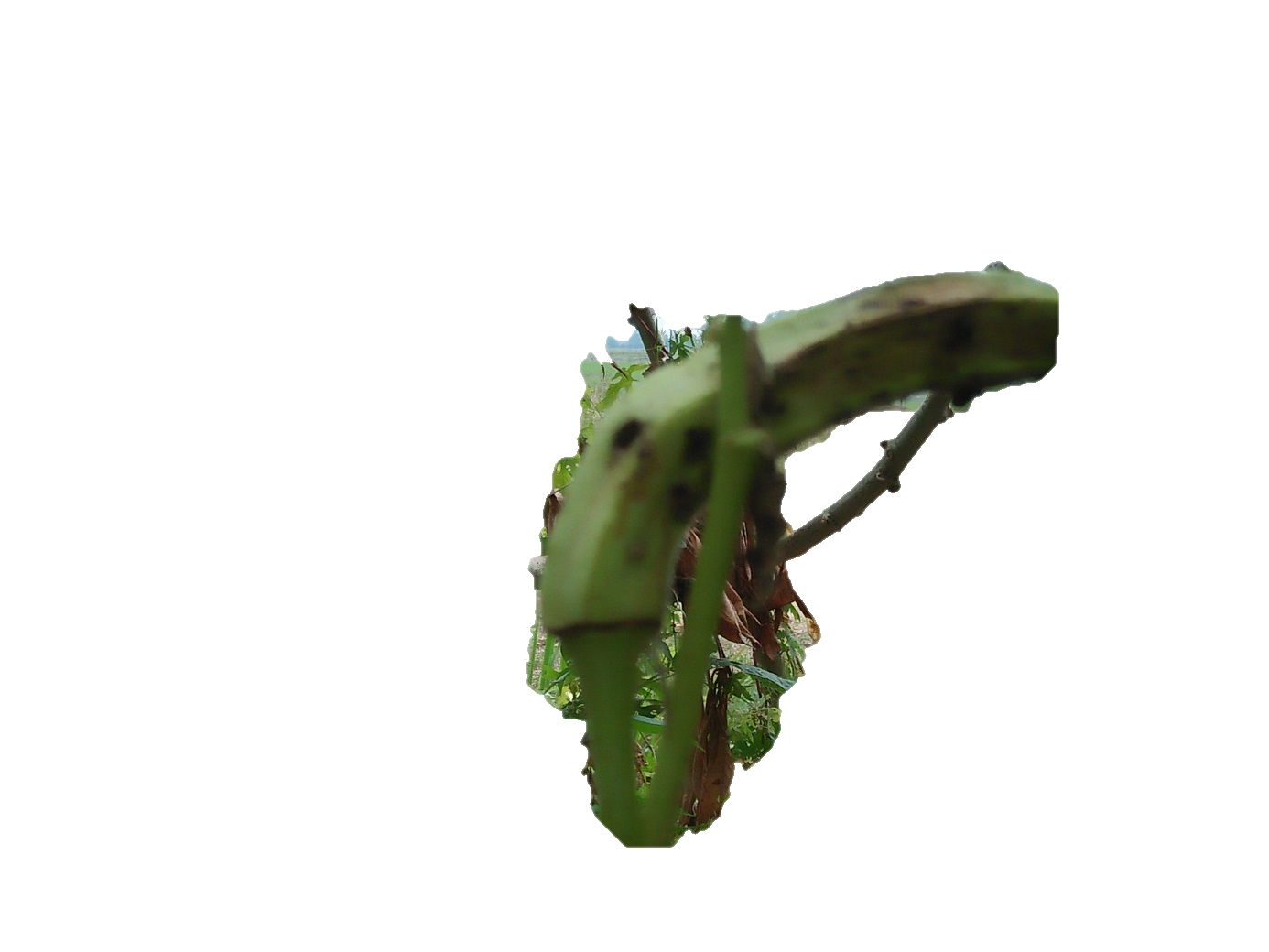 OKRA DISEASE (PICTURE)