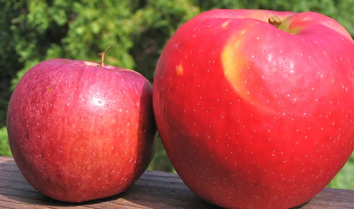 Mcintosh vs. Honeycrisp Smackdown - Adam's Apples