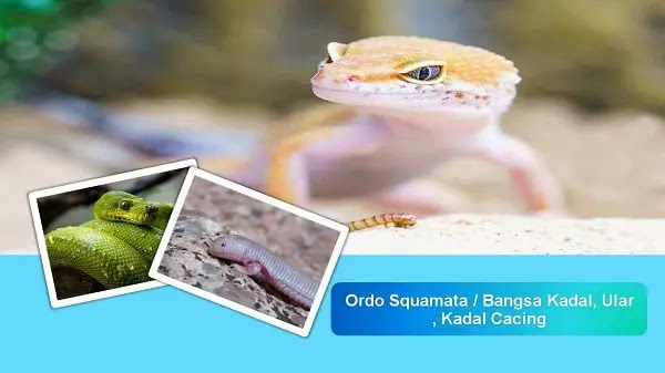 Habitat dan Informasi lengkap KAdal dan Ular Kadal adalah, ular adalah