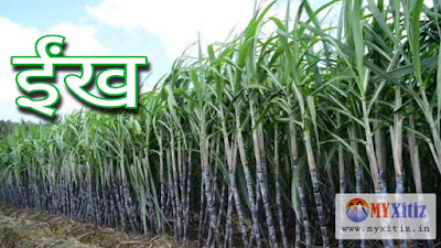 ईंख Cane hindi poems poetry kavita balkvita Dr. G. Bhakta Xitiz