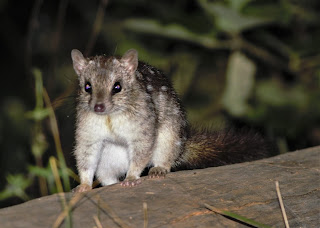 quoll queensland sunshinecoastbirds bettong