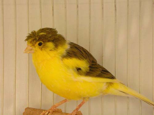 Daftar Harga Burung Kenari Terbaru 2020 Abang Kicau Mania