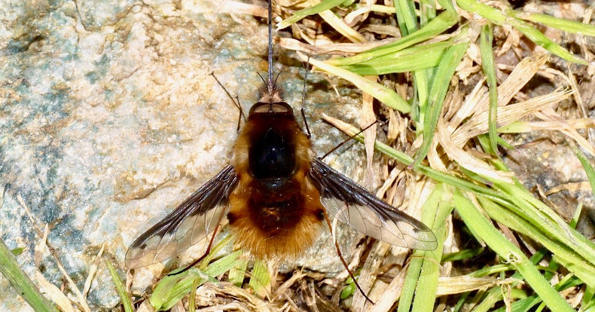 Northwest Norfolk Naturalists Some earlyseason insects from Holme Marsh