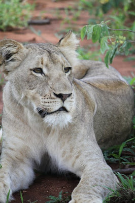 Lion Images Lion Images