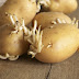 WARNING: FOUR MEMBERS OF A FAMILY DIED AFTER THE WOMAN MADE A SIMPLE MISTAKE WITH A POTATO!!