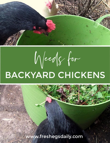 Weeds 101 | A Nutritious, FREE Treat for your Backyard Chickens - Fresh ...