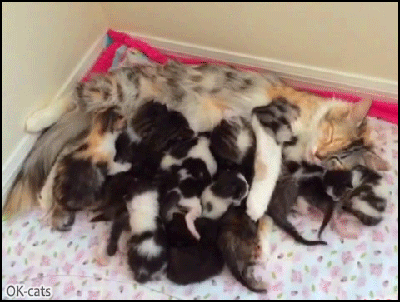 Cute Cat GIF • Super Mom breastfeeding her cute 8 kitties Milk party. She looks so happy Cute Cat GIF • Super Mom breastfeeding her cute 8 kitties Milk party. She looks so happy