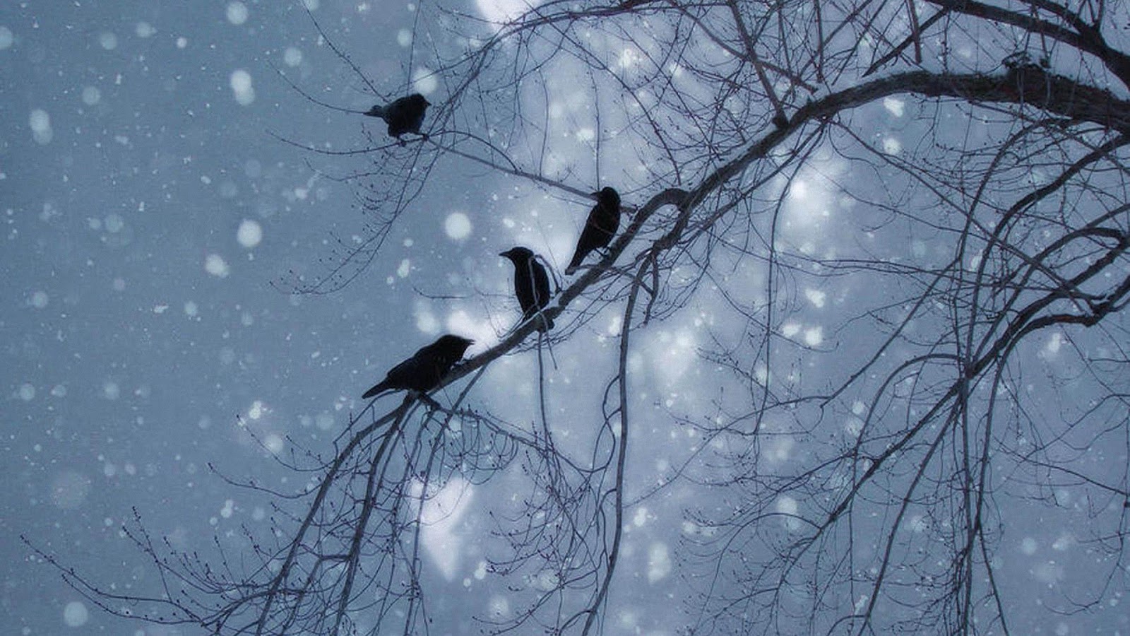 Птицы летающие зимой. Птицы на дереве зимой. Ворона на ветке зимой. Птицы в небе зимой. Ветки в снегу.