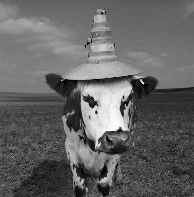 jean baptiste-mondino photos of cows