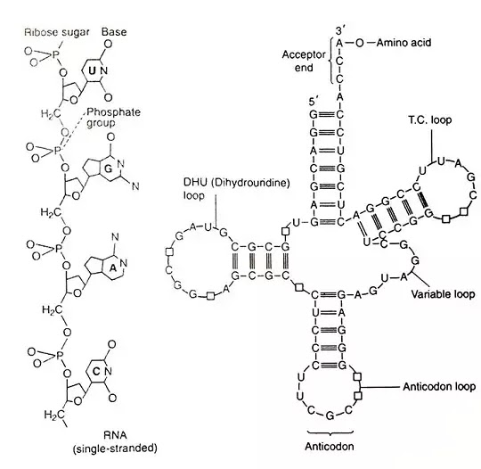न्यूक्लिक अम्ल (Nucleic acid)Type,definition,StructureHindi SCIENCE