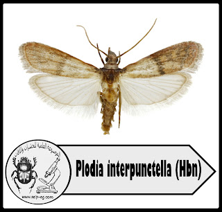 فراشة جريش الذرة الهندية Plodia interpunctella (Hbn)