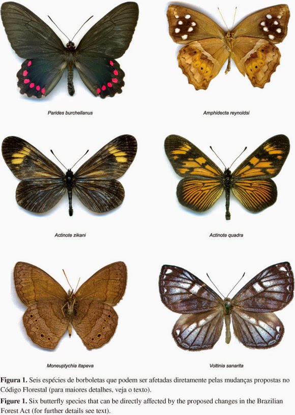 Borboletas e Mariposas (Biologia) Enciclopédia Global™ Borboletas e Mariposas (Biologia) Enciclopédia Global™