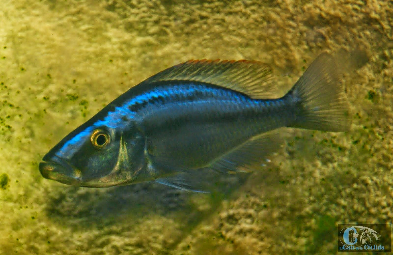 Diminiochromis Compressiceps