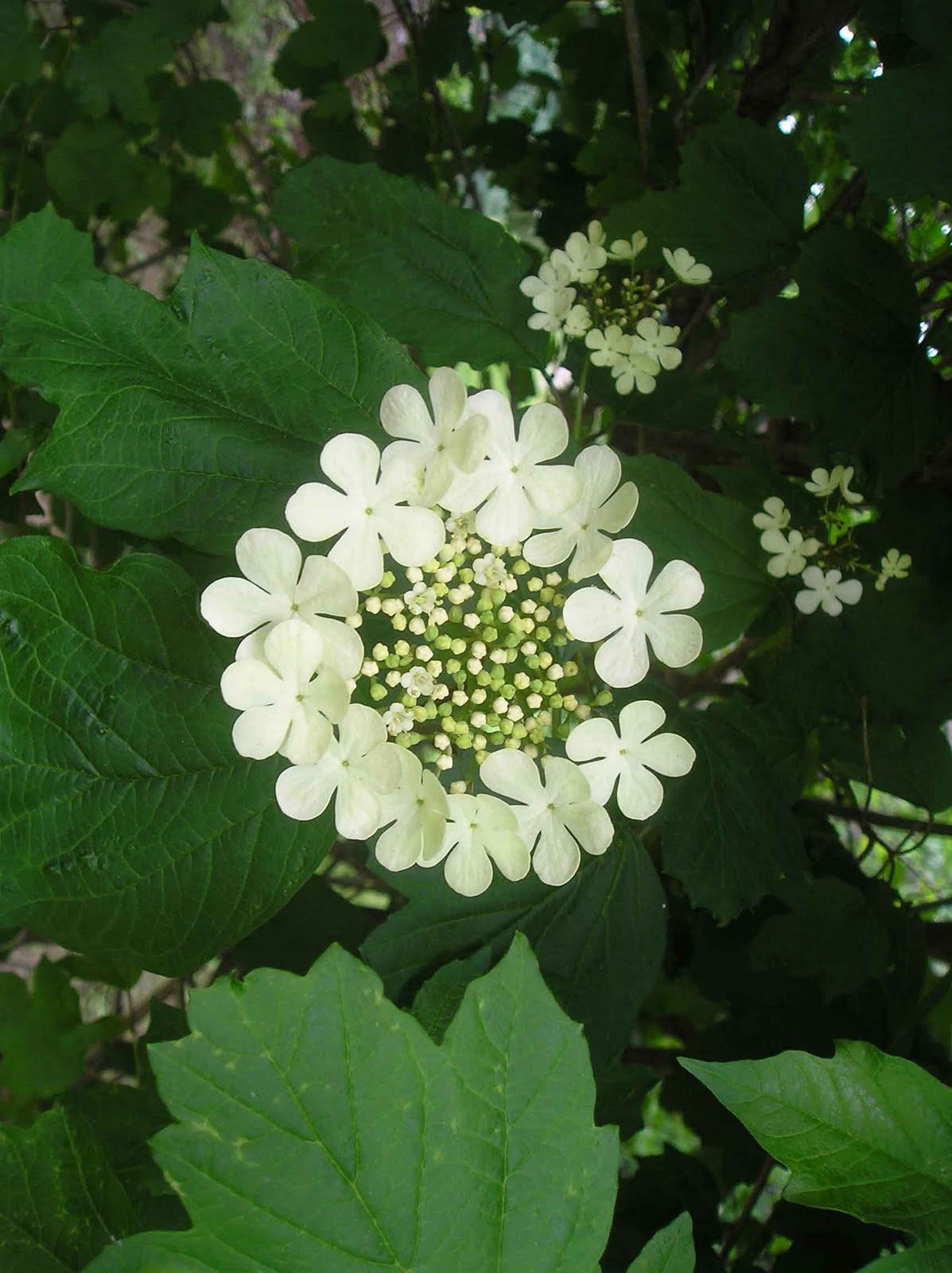 Rabbits Eat Quilts Catching Up With The Garden