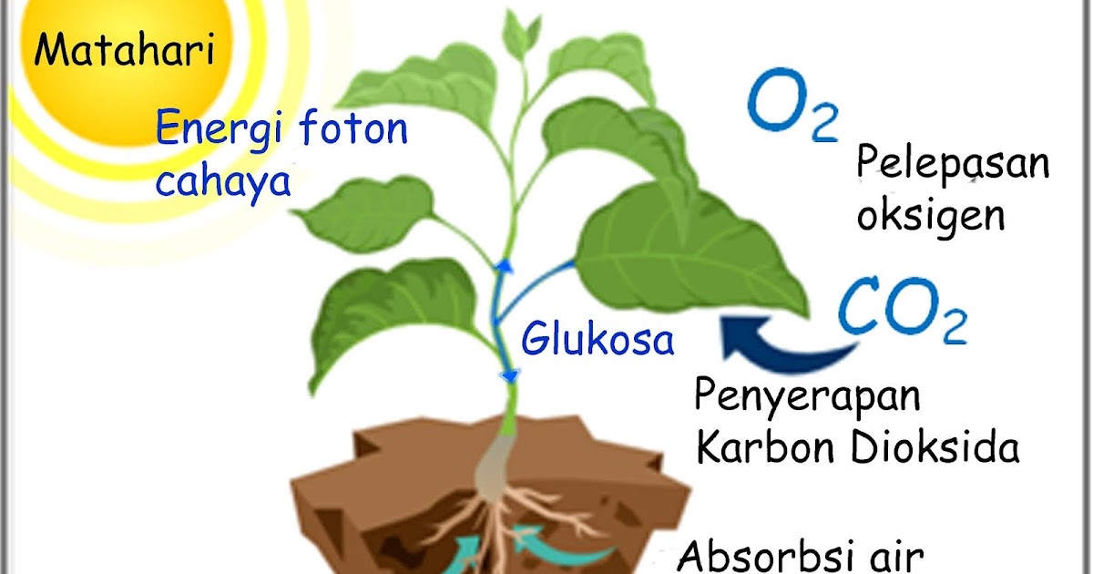 Transformasi Energi dalam Sel