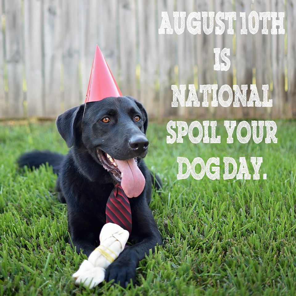 National Spoil Your Dog Day Wishes Images Whatsapp Images