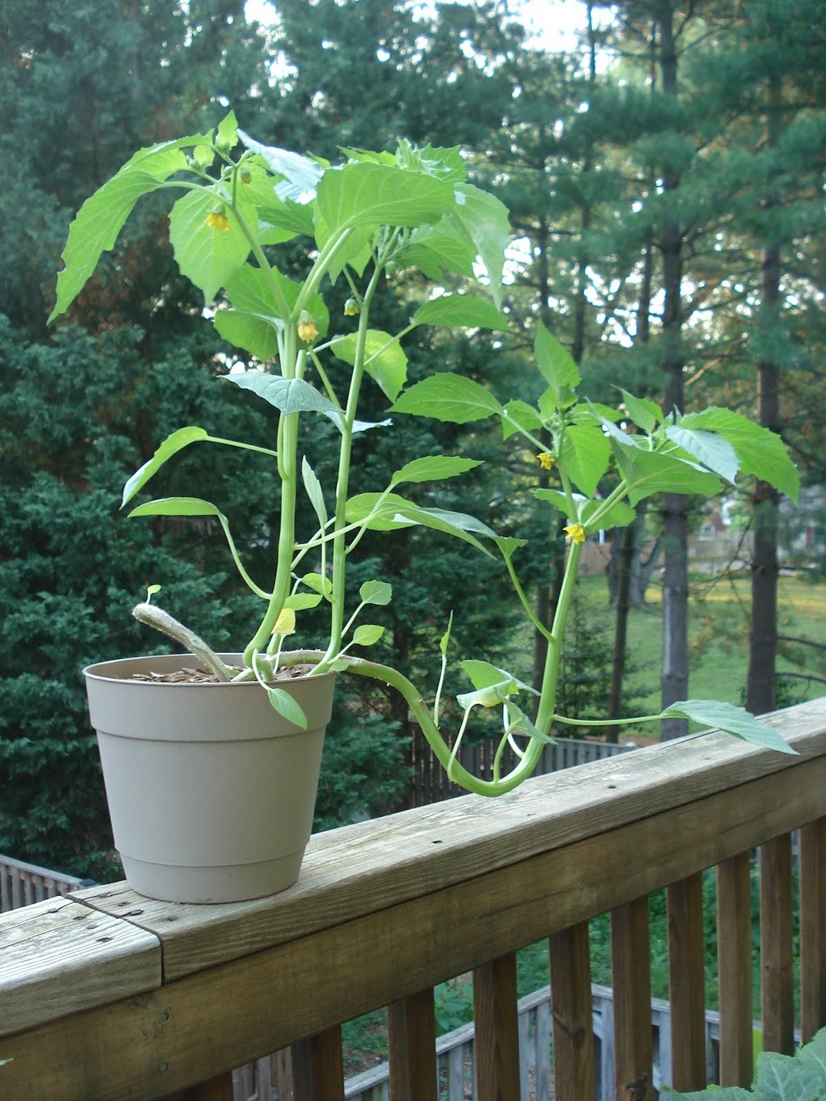Bumble Lush Garden Tomatillo Time Lapse