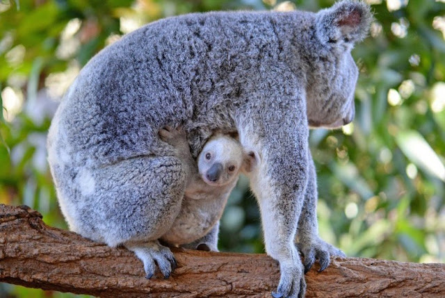 Kelahiran Koala