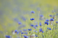 Naturfotografie Makrofotografie Lippeaue