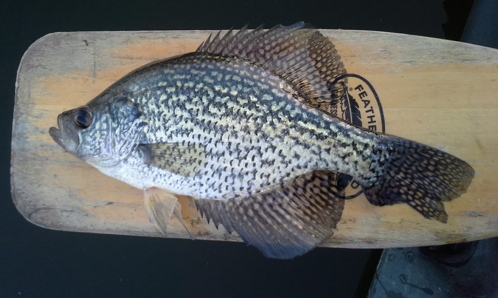The Show Me Fly Guy Fishing With Tom on Lone Jack Lake