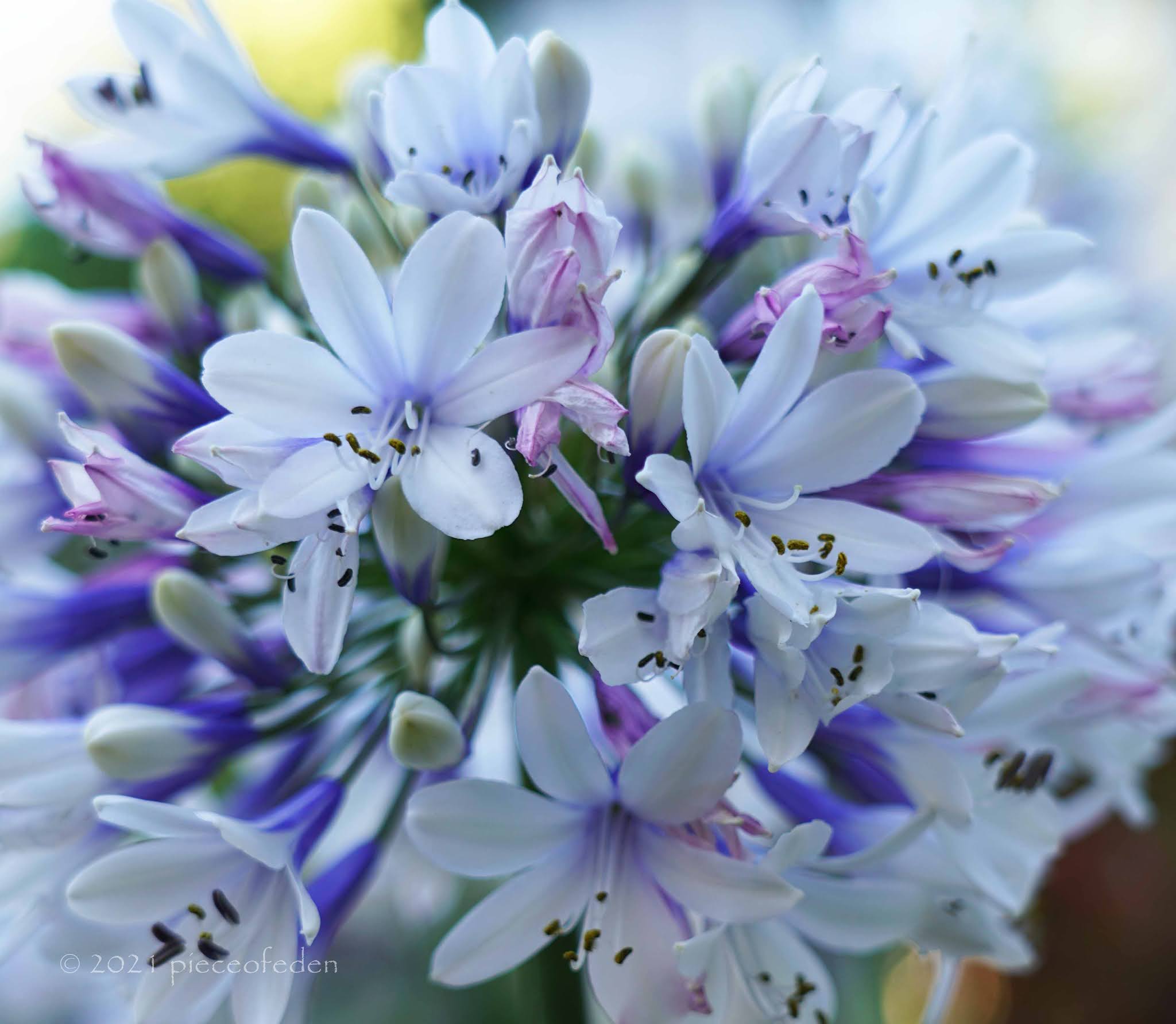 Garden Center Visits, Agapanthus and Other New Plants
