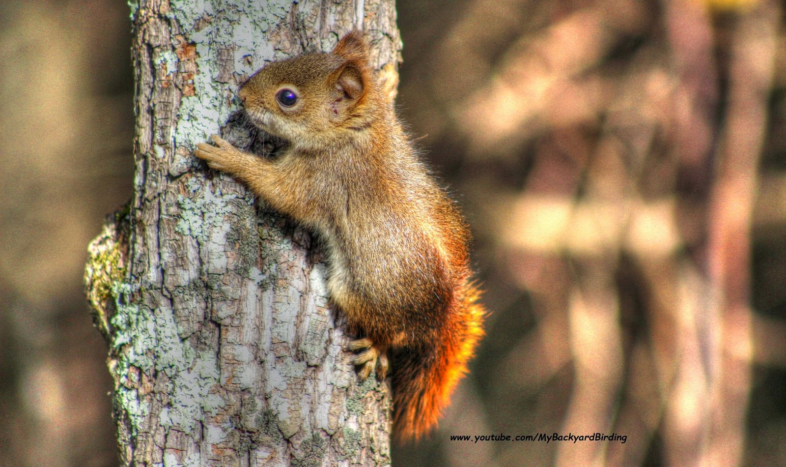 Backyard Birding And Nature Cute Baby Red Squirrel Cute Red Squirrel Kitten