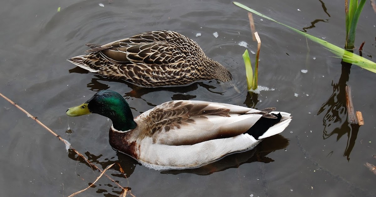 L'OEIL AU VERT LAC ÉDOUARD (ROUYNNORANDA). 22 MAI 2017