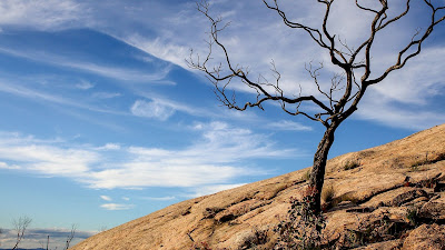Wallpaper of only dry tree on the rock free HD