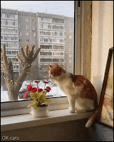 Funny cat GIF • Hop Hop Hop! Graceful cat jumps over 5 flower pots like a horse