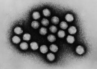 Elektron mikroskopisi fotoğrafında, adenovirüsler.