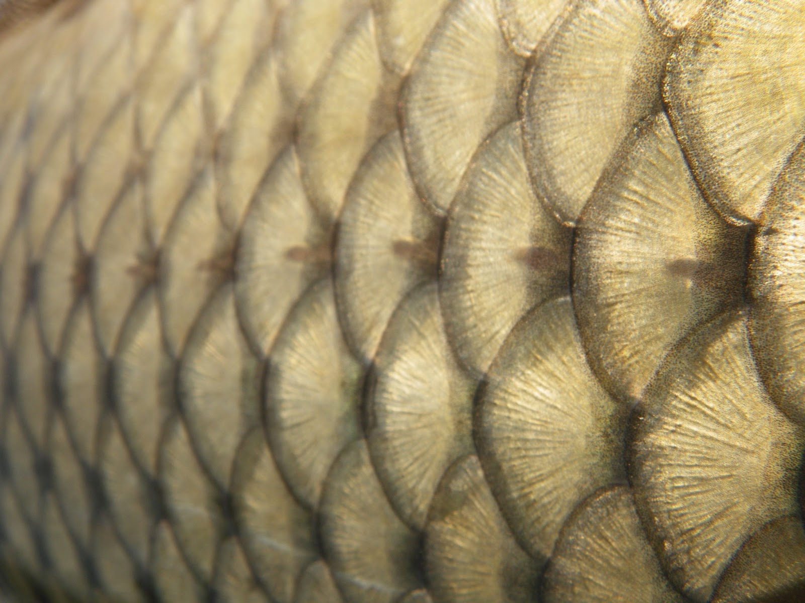 Got Backing? (Formerly Known as Mr. P.'s Blog): Carp Parts--Scales