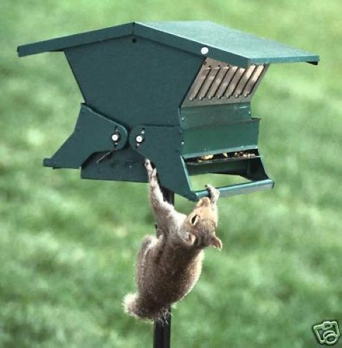absolute ii squirrel proof