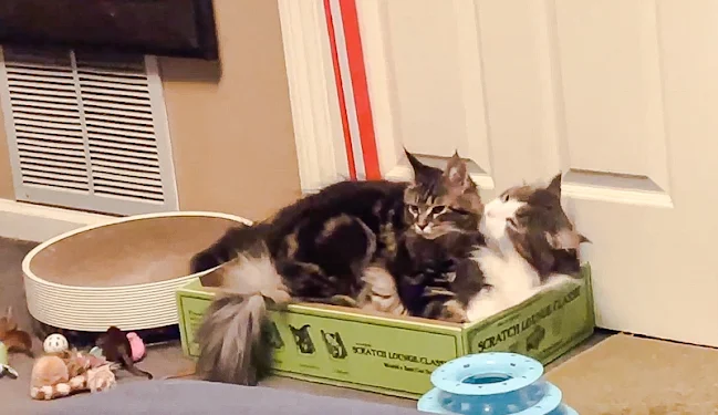 Incoming Maine Coon gets on great with resident Maine Coon pleasing their owners