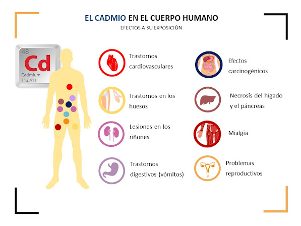 El cadmio en el cuerpo humano, efectos de su exposición. El cadmio en el cuerpo humano, efectos de su exposición.