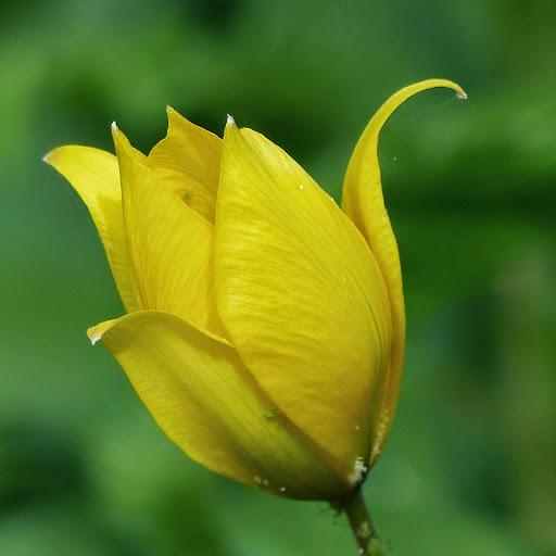 http://wild-flowers-of-europe.blogspot.nl/2014/10/tulipa-sylvestris.html