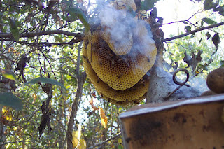 Using smoker on a traditional beehive