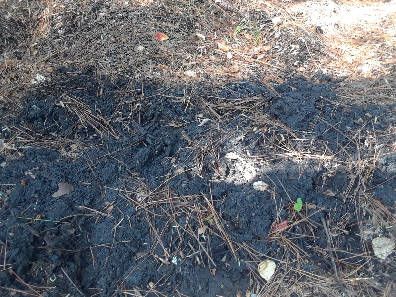 How To Compost Wood Chips