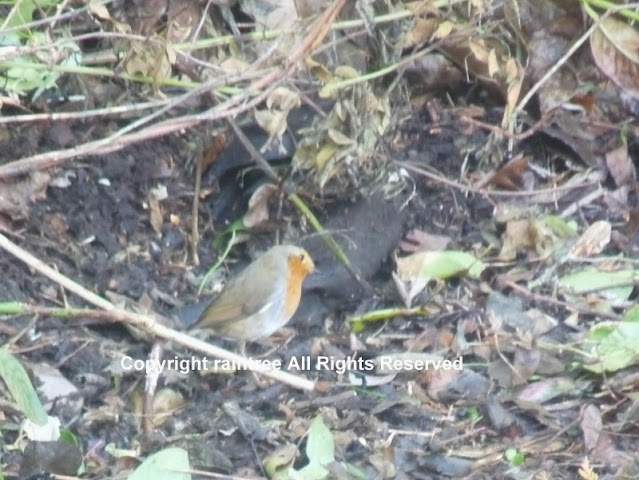 Robin in garden