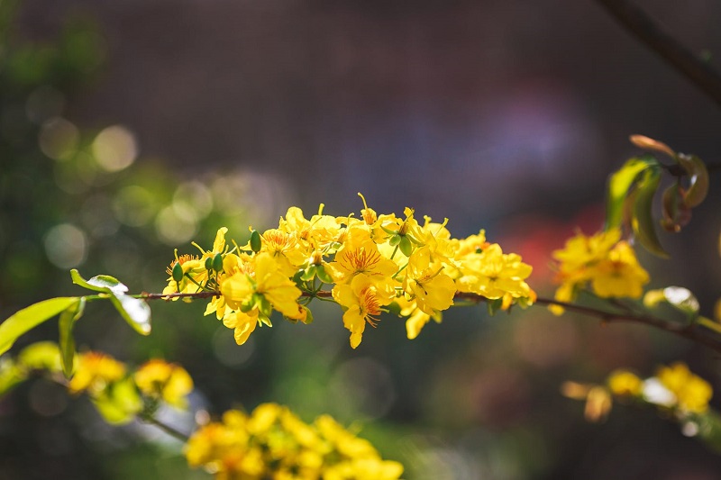 Yellow Apricot Flower (Hoa Mai)