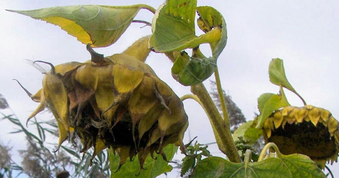 Karen`s Nature Photography Wilting Large Sunflowers.